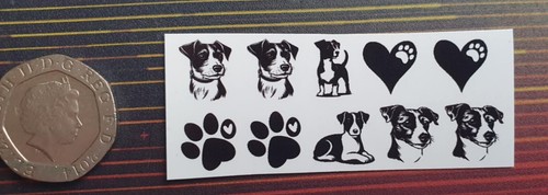 Cute jack russell terrier - jack,