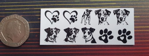 Cute jack russell terrier - russell,,